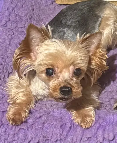 Adult  Yorkshire terrier  for sale, View more