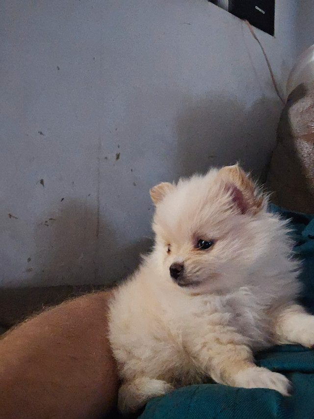 2 prebread pomeranian puppies  comes with their first shots..... in Dogs & Puppies for Rehoming in Lethbridge - Image 4