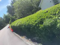 Hedge trimming / maintenance 