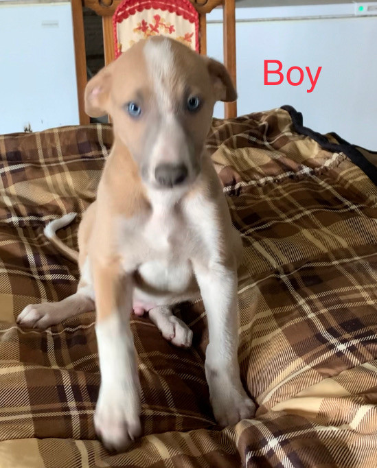 Irish Wolfhound/Greyhound Mix Dogs & Puppies for Rehoming St. Catharines Kijiji