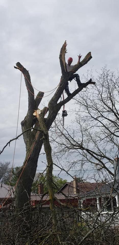 Tree removals! Pruning and trimming! in Lawn, Tree Maintenance & Eavestrough in Hamilton - Image 4
