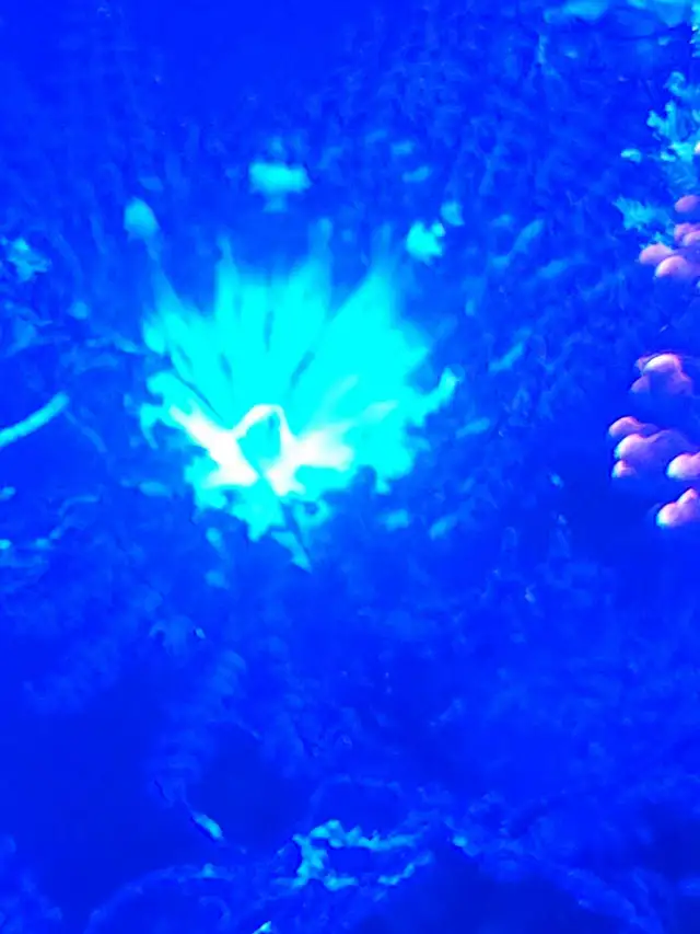 Bornemans Anemone in Fish for Rehoming in Brantford - Image 3