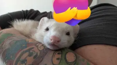 Furet a vendre, View more