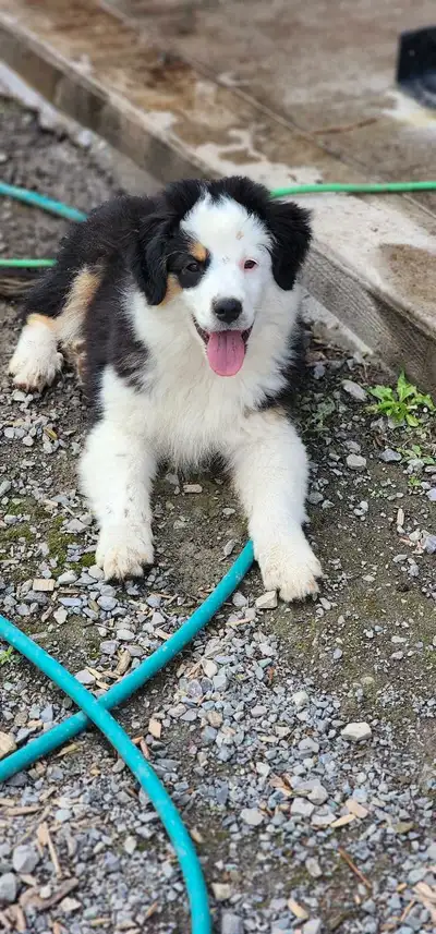 Miniature American Shepherds ( miniature australian shepherd), View more