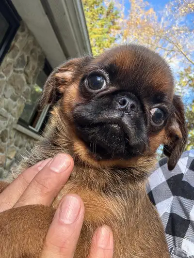 Brussels Griffon puppies, View more