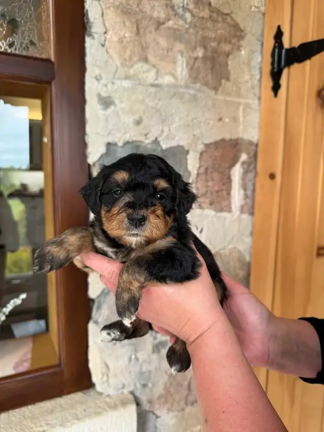 Outstanding F2 Mini Bernedoodle Puppies in Dogs & Puppies for Rehoming in Markham / York Region - Image 3