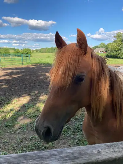 large pony for sale, View more