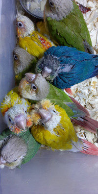 conure babies hand fed banded 2024 hand feeding from 2 weeks old