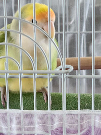 Lovebird with cage