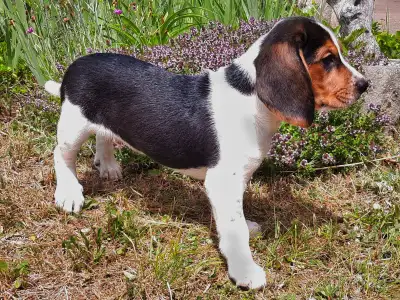 Beagle puppies, 2 lovely boys ready to go to good homes, View more