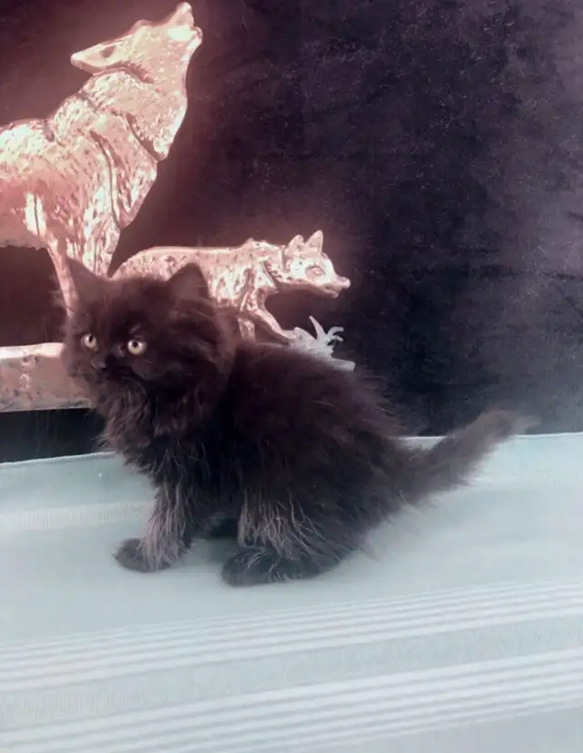 Purebred Maine Coon Snugglebug for Sale