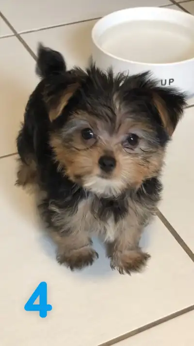 Adorable Non-Shedding Puppies – yorkie/pom, View more