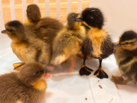 Call duck hatchlings
