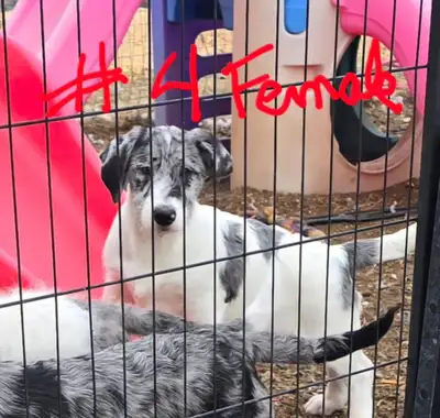 Small Labradoodle /poodle x retreiver puppies, View more