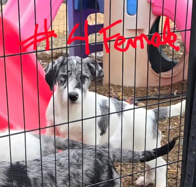 Small Labradoodle /poodle x retreiver puppies in Dogs & Puppies for Rehoming in Vancouver - Image 2