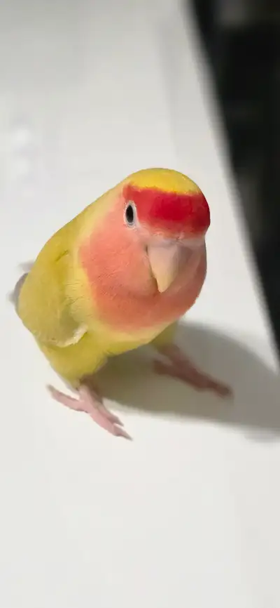 Rehoming pair of Lovebird, View more