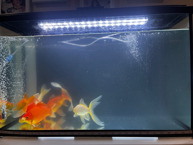 Gold Fish for sale! in Fish for Rehoming in Oshawa / Durham Region - Image 3