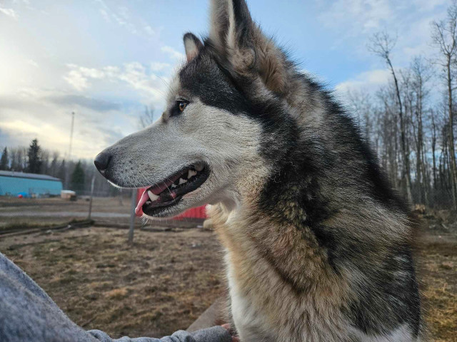 2 - 19 Month intact Alaskan Malamutes  in Dogs & Puppies for Rehoming in Edmonton - Image 4