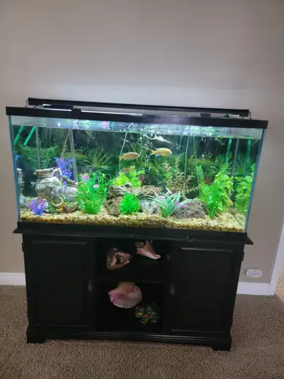 90 gallon aquarium, View more