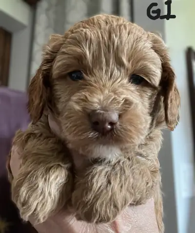 Absolutely stunning Micro and Mini Goldendoodles. Mother and stud both health and genetic tested, pr...