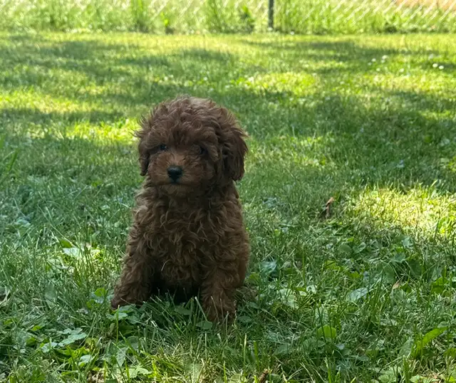 Canadian Kennel Club (CKC) Registered Toy Poodle Puppies in Dogs & Puppies for Rehoming in Oakville / Halton Region - Image 4