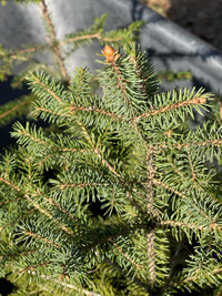 White spruce 
