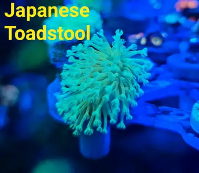 Japanese long tentacle toadstool - saltwater coral frag , View more