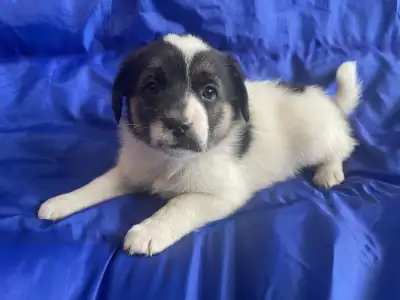 Beautiful Puppies, View more