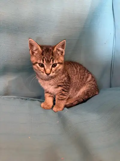 adorable kittens for sale , View more