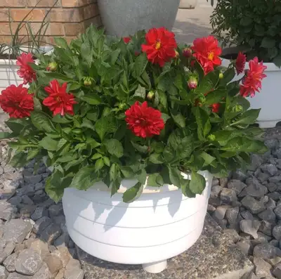 Dahlia Plants - Shorter Variety, View more