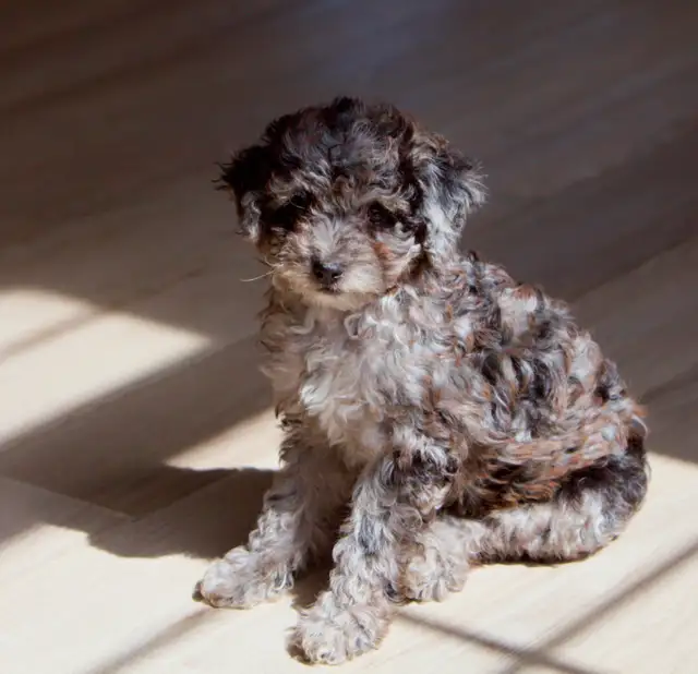 Mini Aussiedoodle F1b  merles in Dogs & Puppies for Rehoming in Drummondville - Image 2
