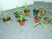 6 Small health spider plant