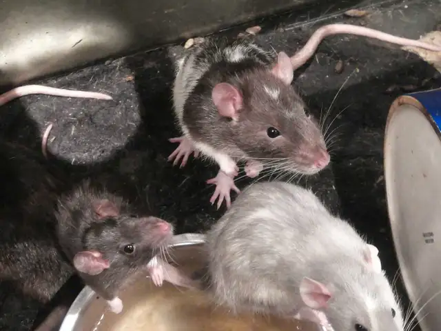 Rat dumbo 40$  2 pour 70$ in Small Animals for Rehoming in Victoriaville - Image 3