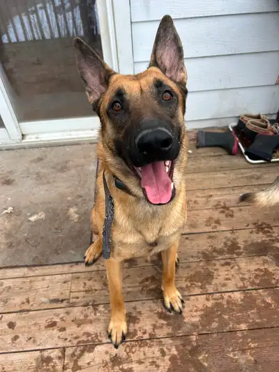 Belgian Malinois/German Shepard Mix 1.5 years old Male, View more