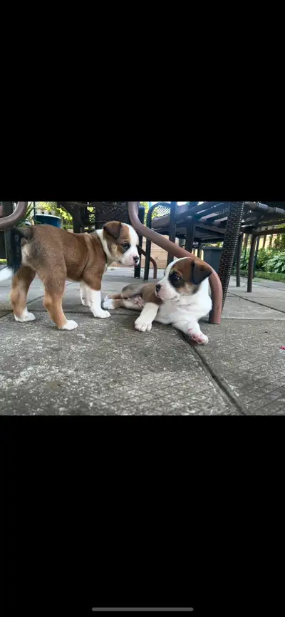 2 male puppies for sale, View more