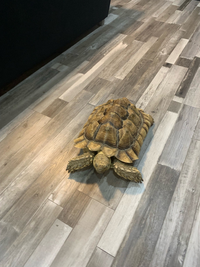 Sulcata tortoise  in Reptiles & Amphibians for Rehoming in Norfolk County - Image 4