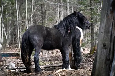 Gypsy Vanner Stalion 3 y/o GVHS registered , View more