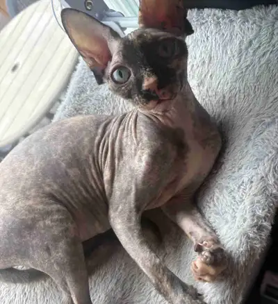 Sphynx femelle Blue, View more