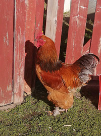 Brahma mix rooster
