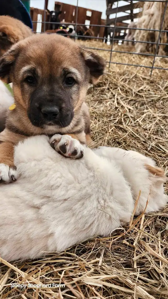 Armenian Gampr, Registered, LGD, Family dog, in Dogs & Puppies for Rehoming in Ottawa - Image 5