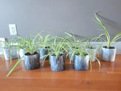 Spider Plants Each one costs $10 and includes a Decorative Post