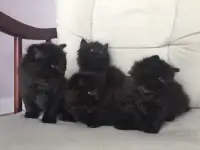 4 chatons persan croisés