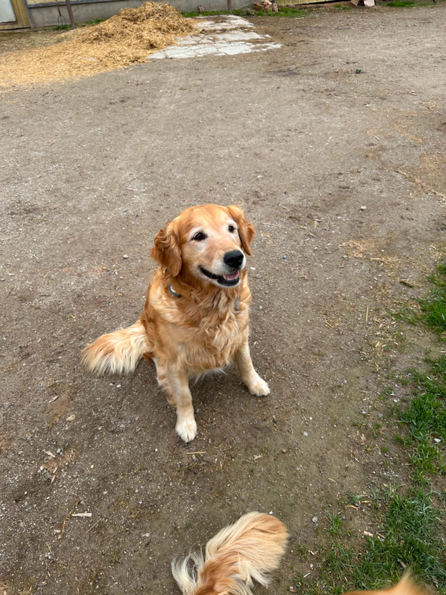 Purebred Golden Retrievers in Dogs & Puppies for Rehoming in Kitchener / Waterloo - Image 4
