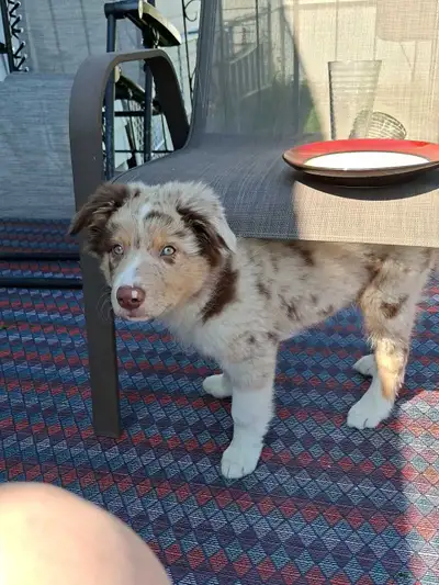 Border Collie (Red Merle) - Male, View more