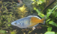 Boesemani rainbowfish