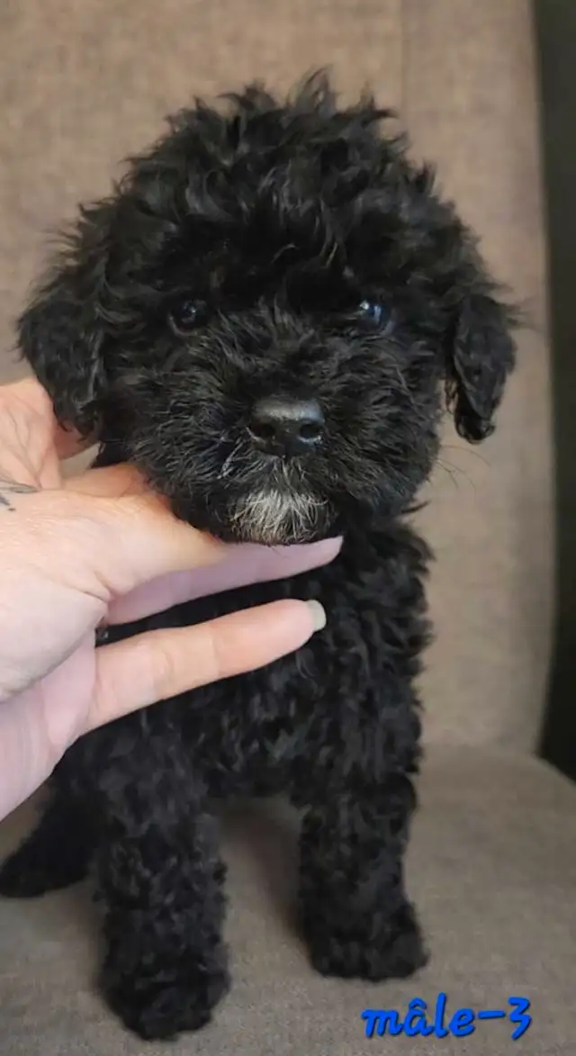 Prêts a partir *Whoodle Mini in Dogs & Puppies for Rehoming in West Island - Image 7