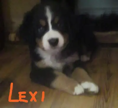 Bernese Mountain Puppies, View more