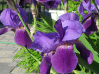 Purple Bearded Iris / German Iris For Sale Or Trade