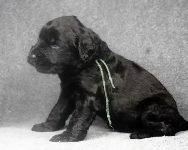 Black Russian Terrier - Terrier noir Russe in Dogs & Puppies for Rehoming in Gatineau - Image 7