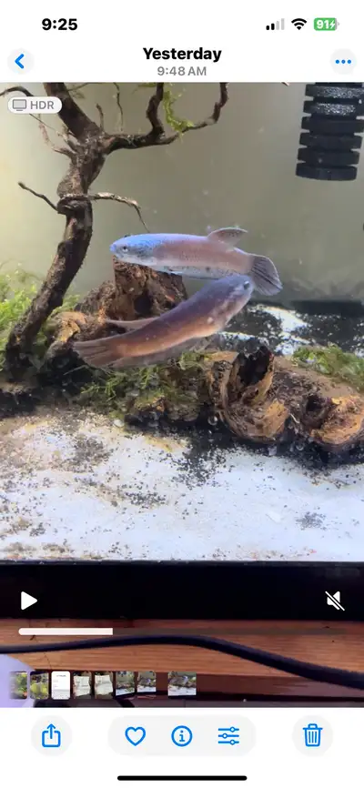 Betta Antuta S type pair, View more